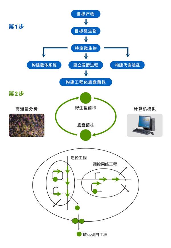 利用系统生物学改造菌株的方法 利用系统生物学改造菌株的方法
