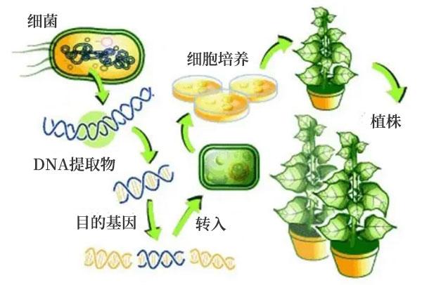 基因改良之农业应用 基因改良之农业应用