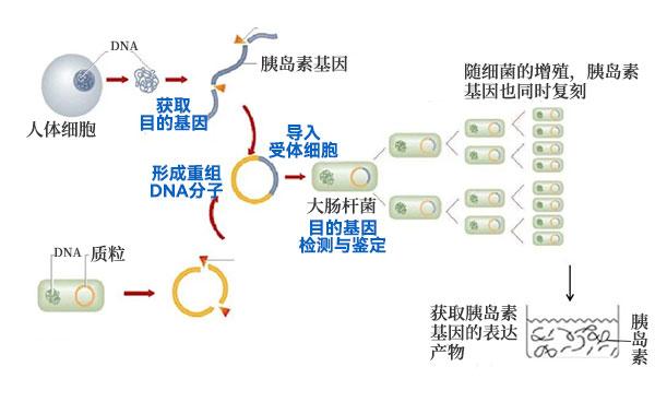 将人胰岛素基因转入大肠杆菌 将人胰岛素基因转入大肠杆菌