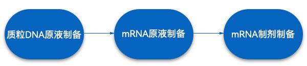 mRNAҩղ